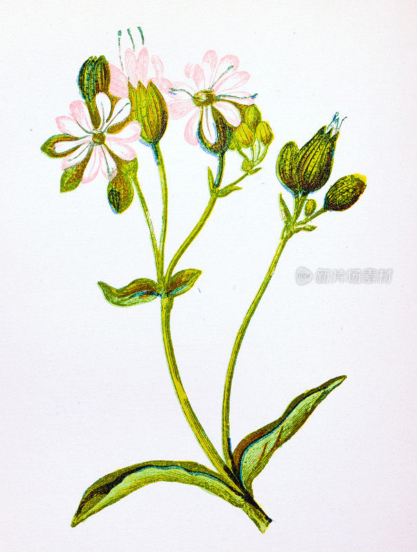 野生花卉的古董植物学插图:膀胱樱草，捕蝇，Silene inflata